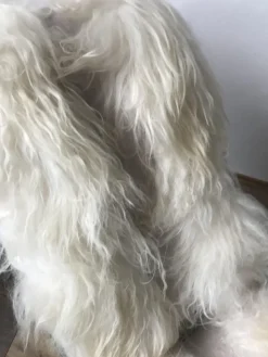 Pamono Antique Rocking Chair from Thonet Discount