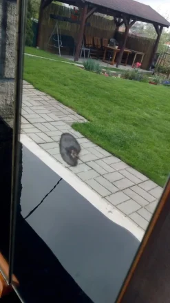 Pamono Dressing Table by Jindrich Halabala for Up Závody, 1950s Outlet