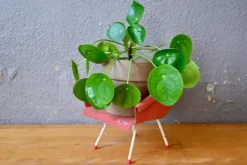 Pamono Small Mid-Century Modern Armchair, 1950s